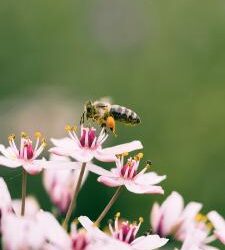 Beefest