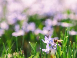 RHS Flower Show: Tatton Park