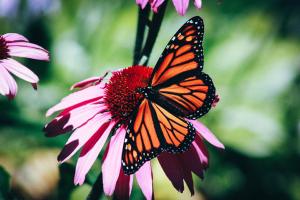 Butterflies for Beginners