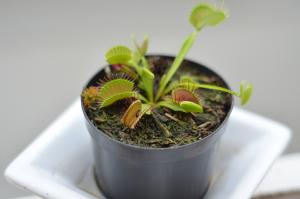 Carnivorous Plant Society Show