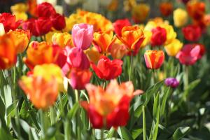 Official Prestatyn Flower Show