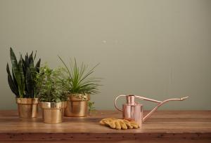 Rare Plant Fair