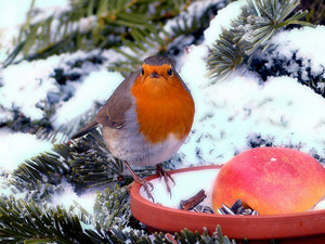 There’s Lots to Do this Winter in your Garden