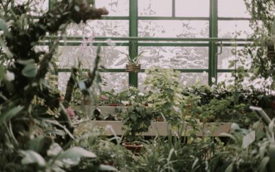 How to Care for a Greenhouse in Winter