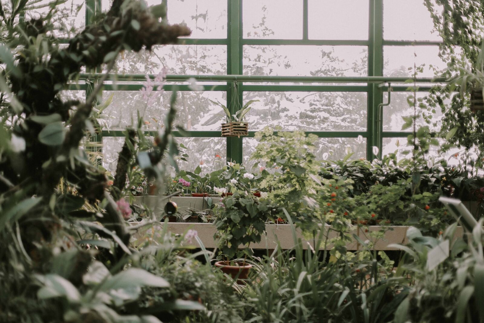 How to Care for a Greenhouse in Winter