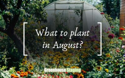 What to Plant in the UK in August?