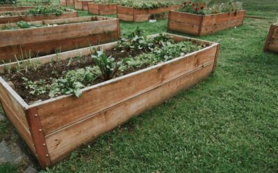 Maximising Your Garden with Raised Beds: A Guide to Preparation and Planting